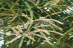 Chrysalidocarpus lutescens